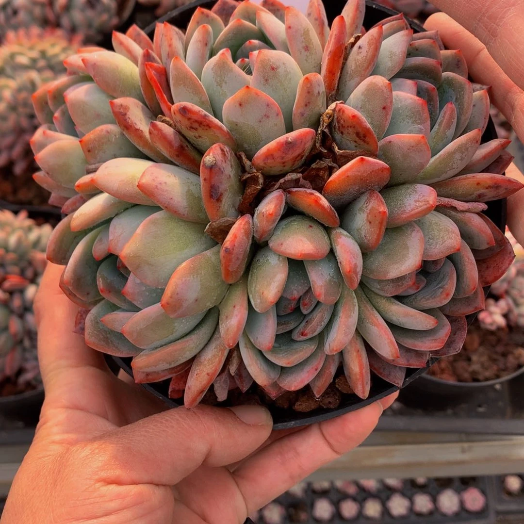 21436全明星嗯嗯嗯嗯