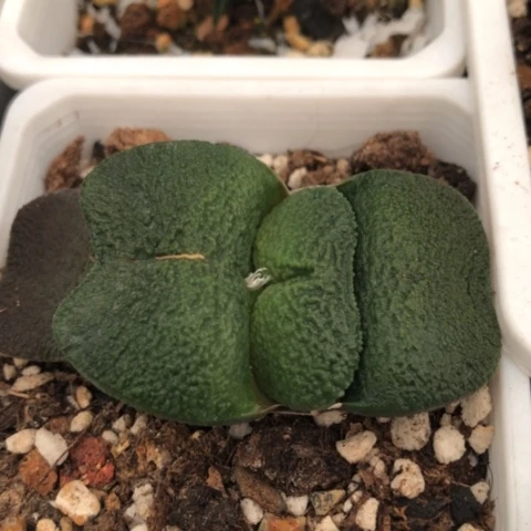 军配蜗牛短宽叶蜗牛