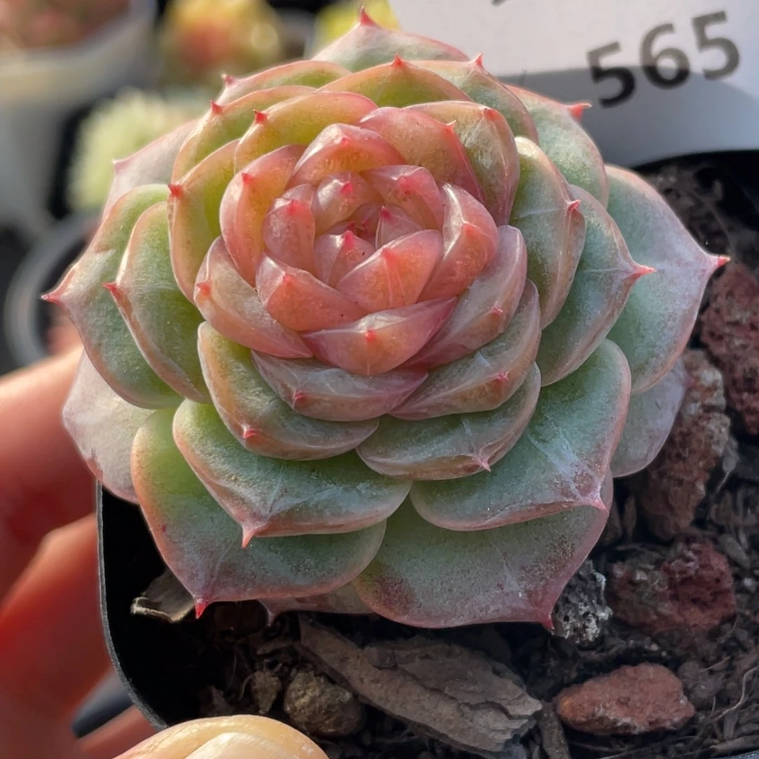 565号糖心冰心珍妮 冻唇蜜