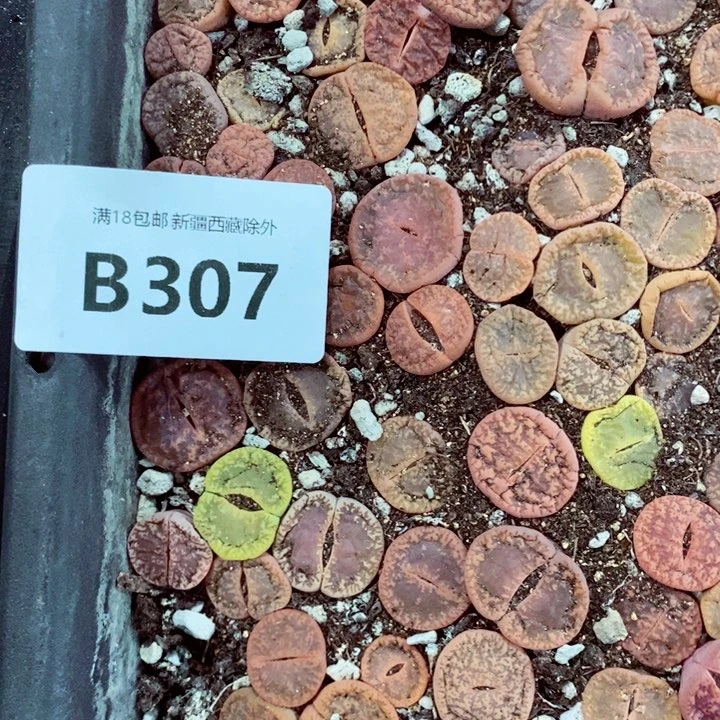 用****4我是一只小小鸟地域鬼307