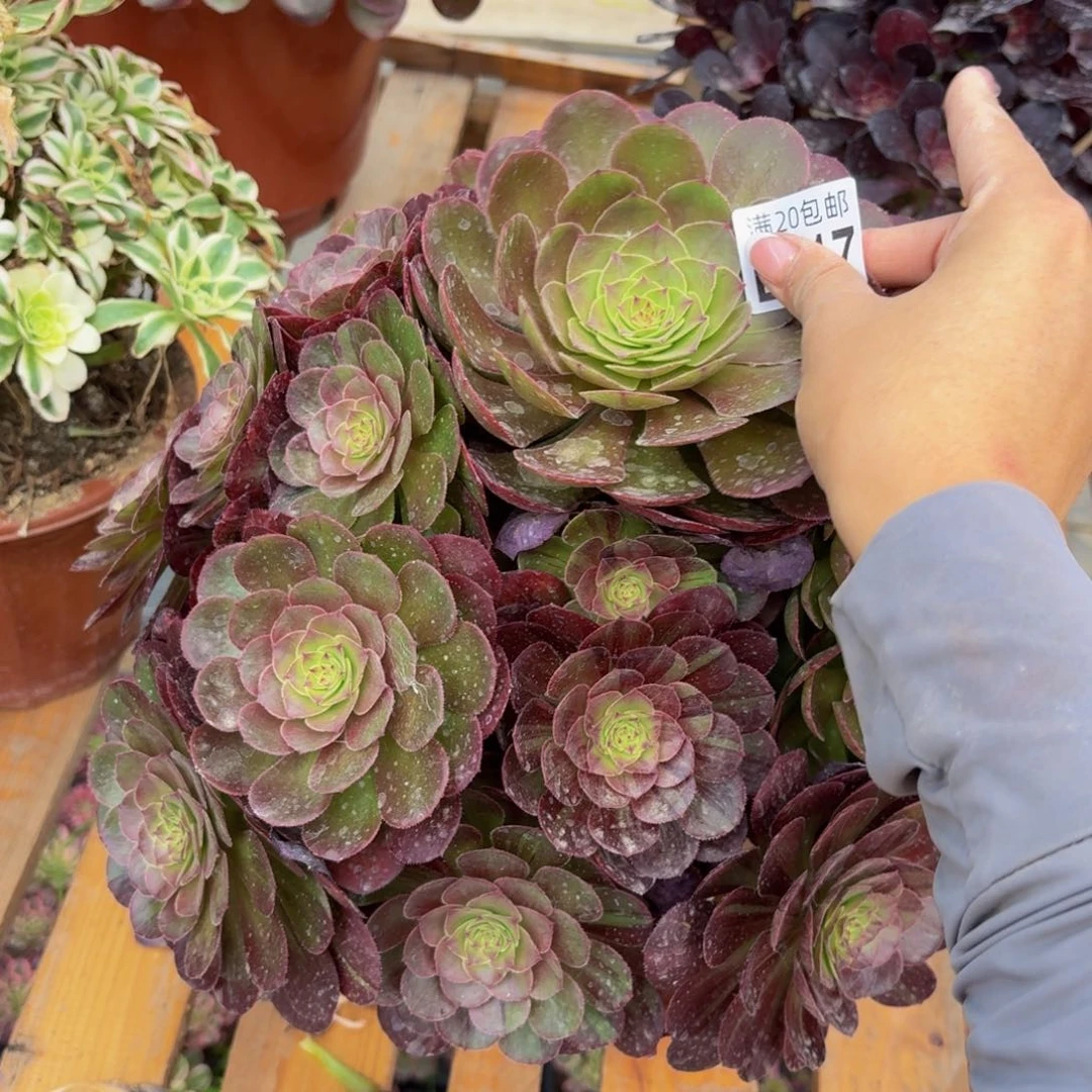 无花朵117多肉植物捧花的