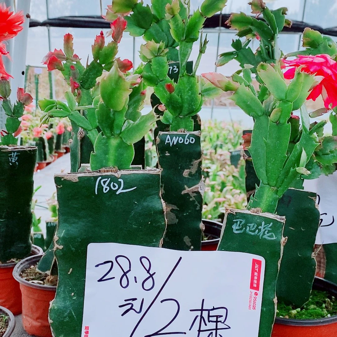 无花朵火龙果嫁接蟹爪兰福利拍一发二