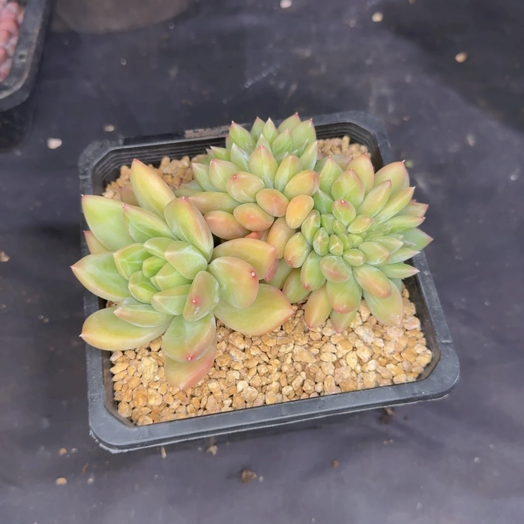 ～***。多肉植物的生长发育和