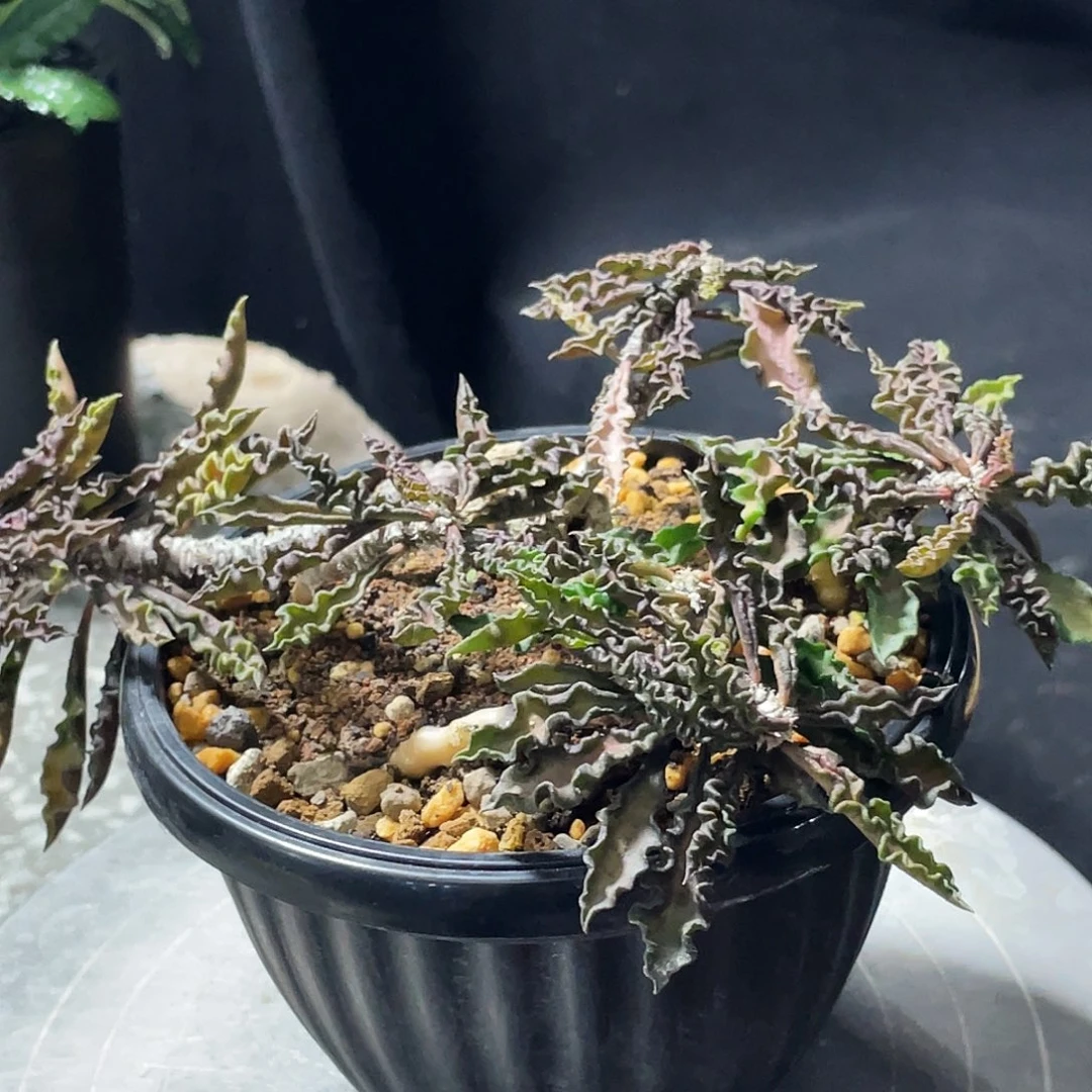 皱叶麒麟666666666666666