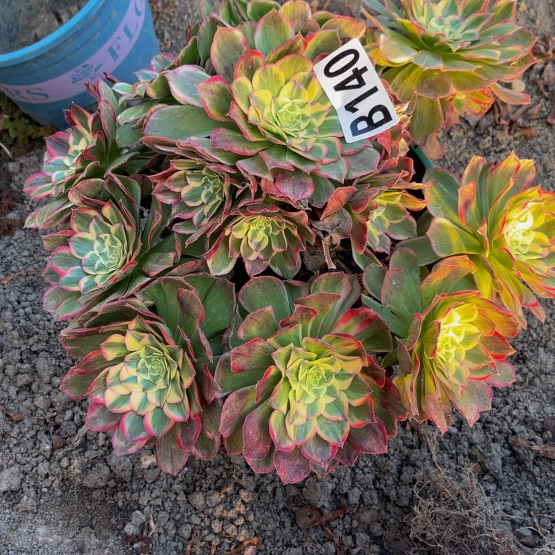 海燕法师28/////39包邮