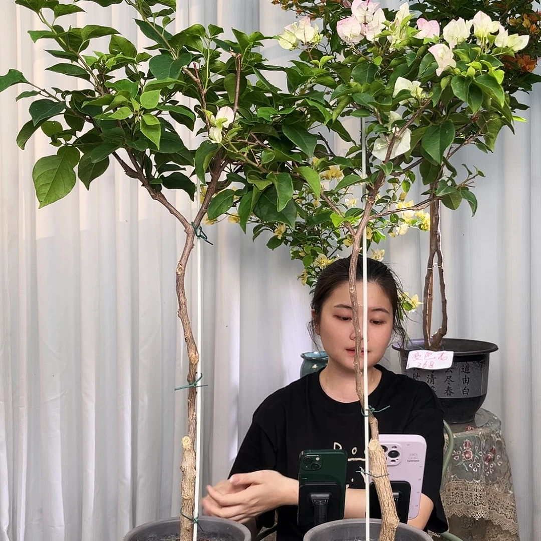 当前无花栽培后可以开花绿樱棒棒糖一颗