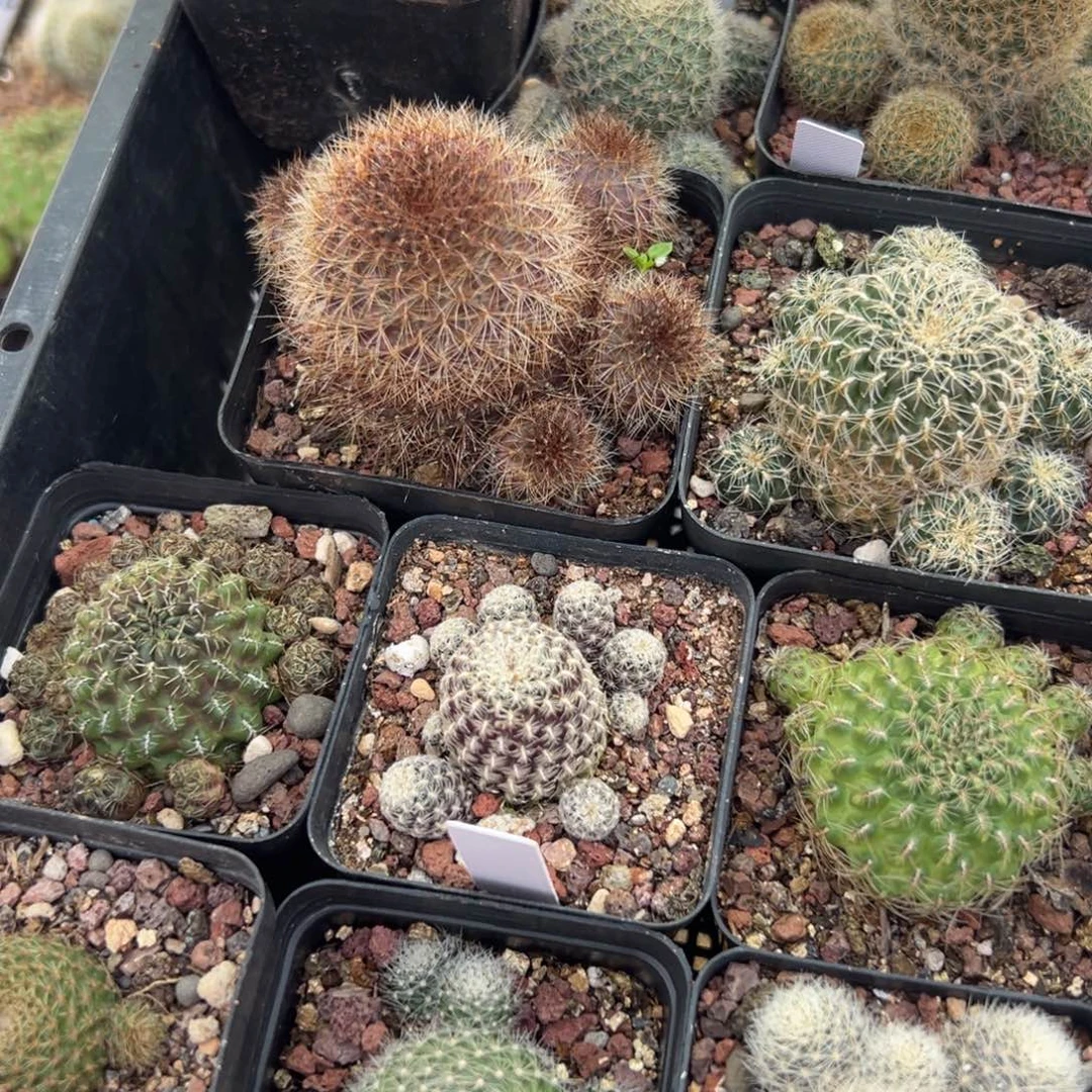 素***主12往事多肉园仙人球开花了