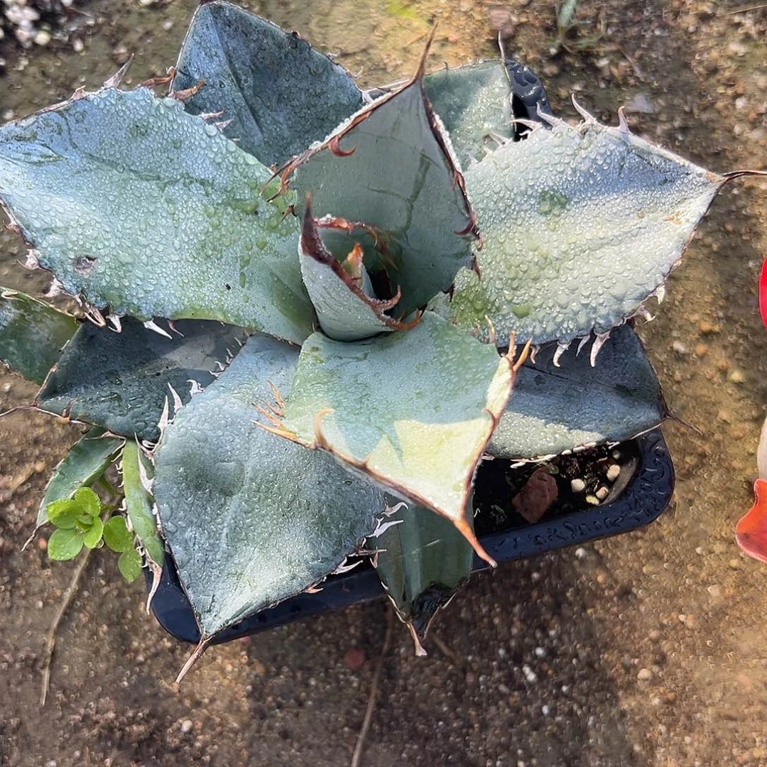 多肉植物白冰龙舌兰