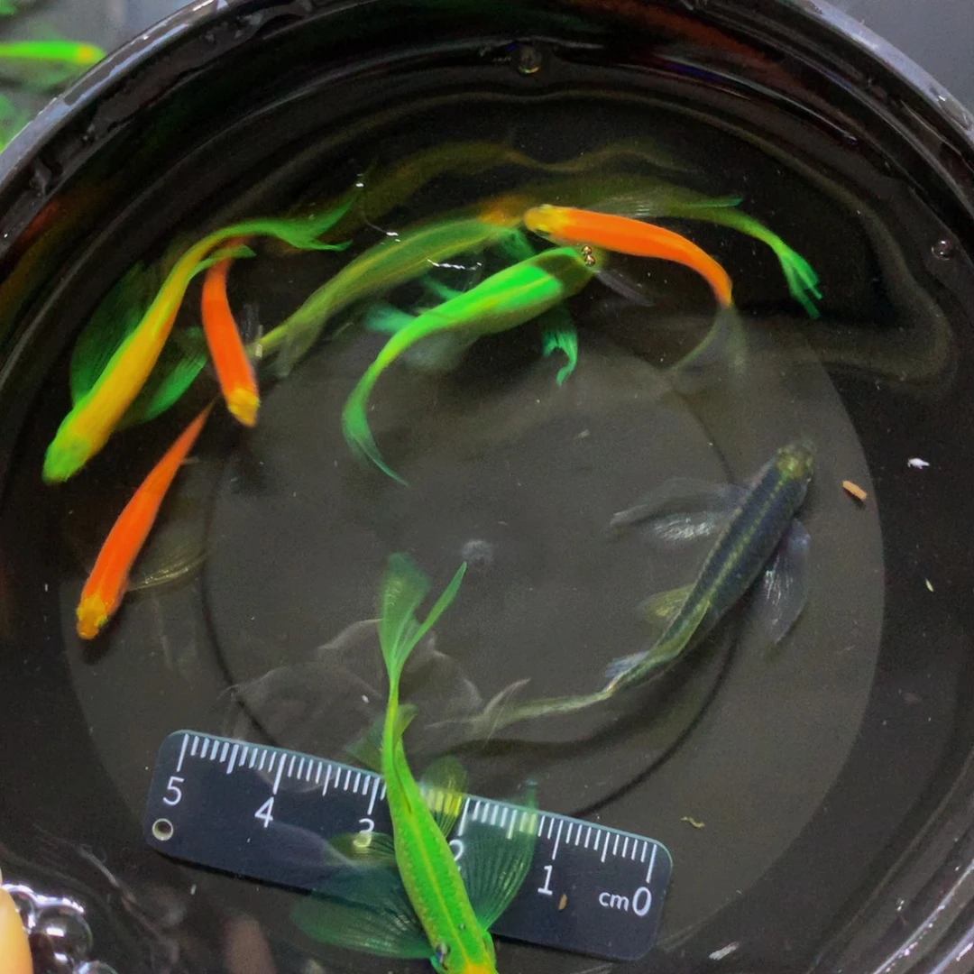 斑马鱼蝶翼斑马微瑕疵品9支（3-4厘米）
