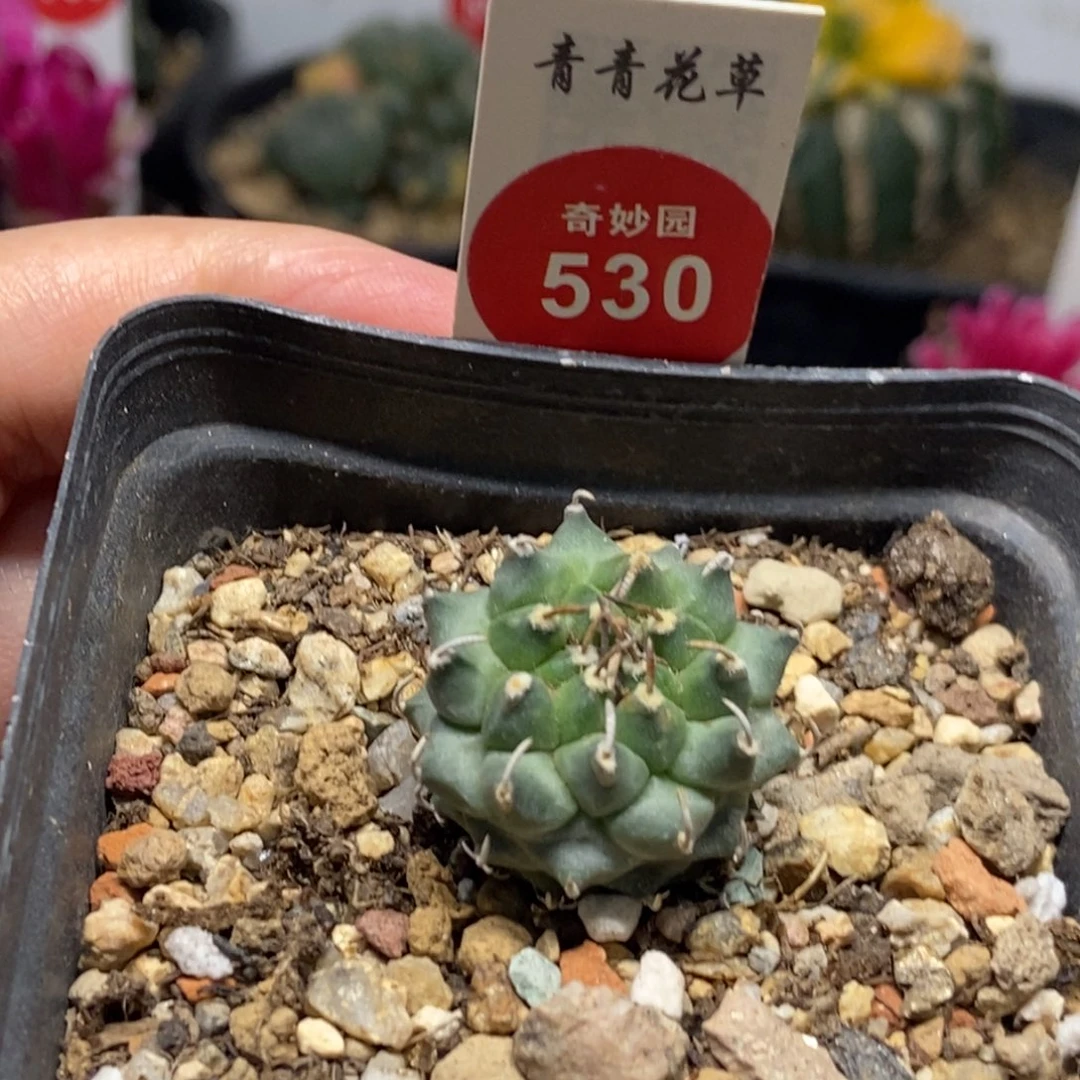 实生安德森娇丽2.4cm