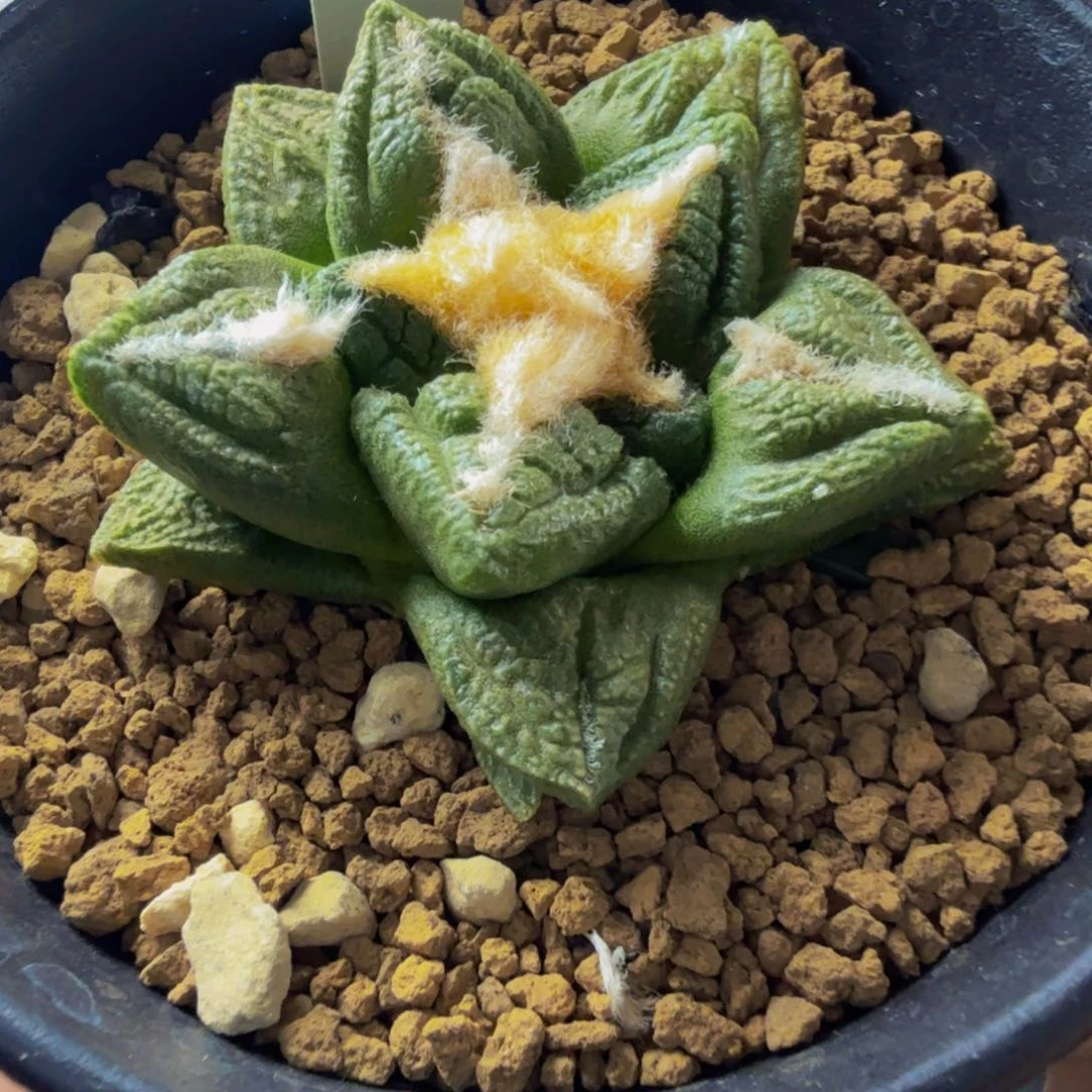 小龟甲牡丹实生草球