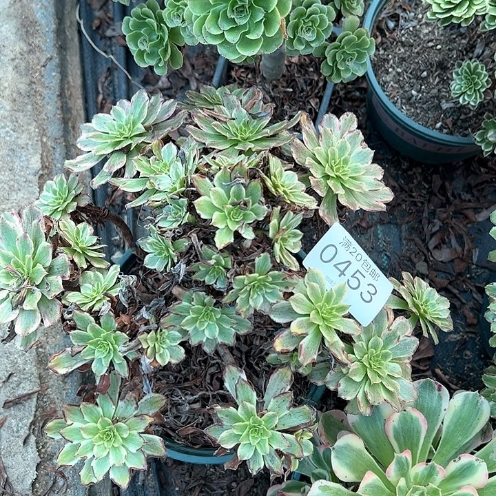月***辰0453花脸粉黛多肉植物