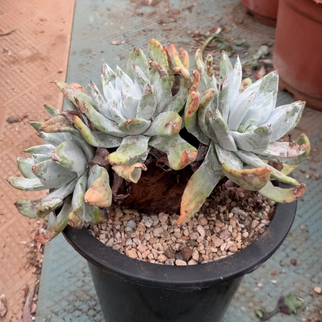 @***姐塞丽娜，2月8日发货多肉