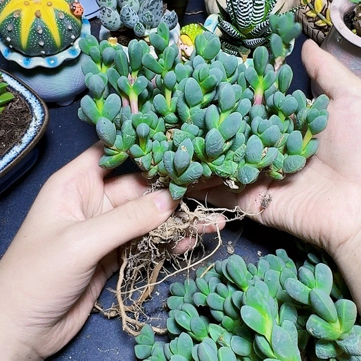 大群鹿角海棠一盆福利炸裸根