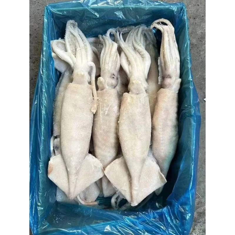单冻大鱿鱼 冷水鱿鱼 单条包装  速冻锁鲜净重5斤
