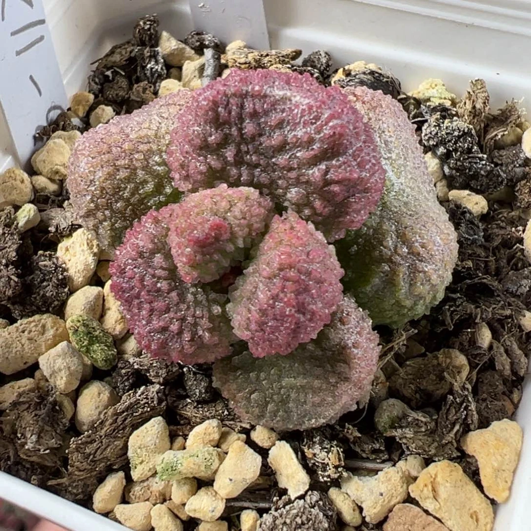 实生新品单头纯木质桩多肉植物