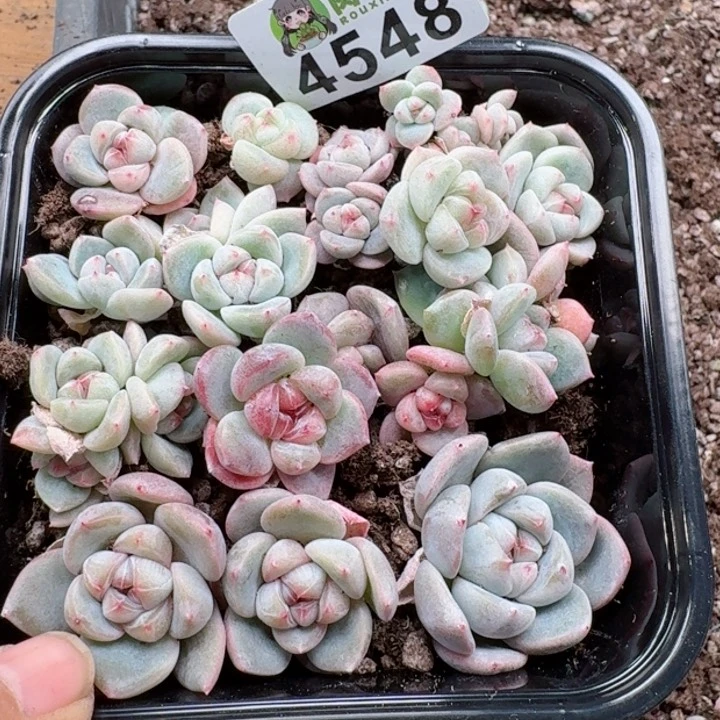 多肉植物多肉植物