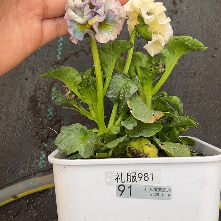 红陶抖音直播闪拍91