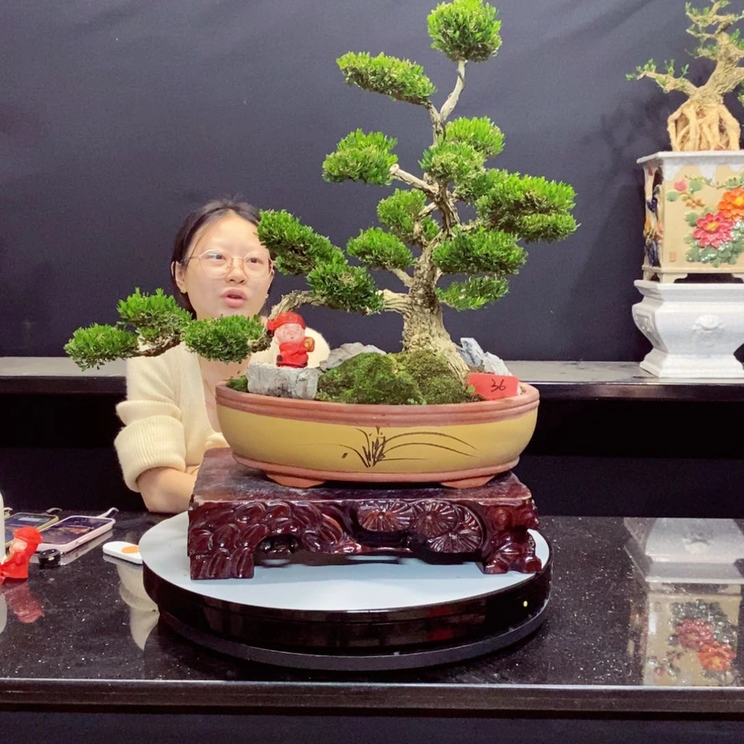 无花朵黄杨盆景雀舌软枝