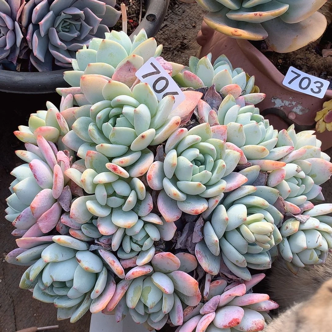 706冷香一物一拍多肉