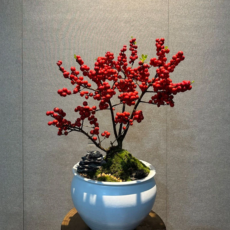 【美斯特】北美冬青盆栽带红果原盆原土适合桌面阳台庭院摆放