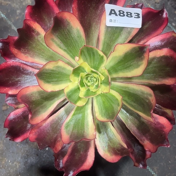 883魅影法师多肉植物