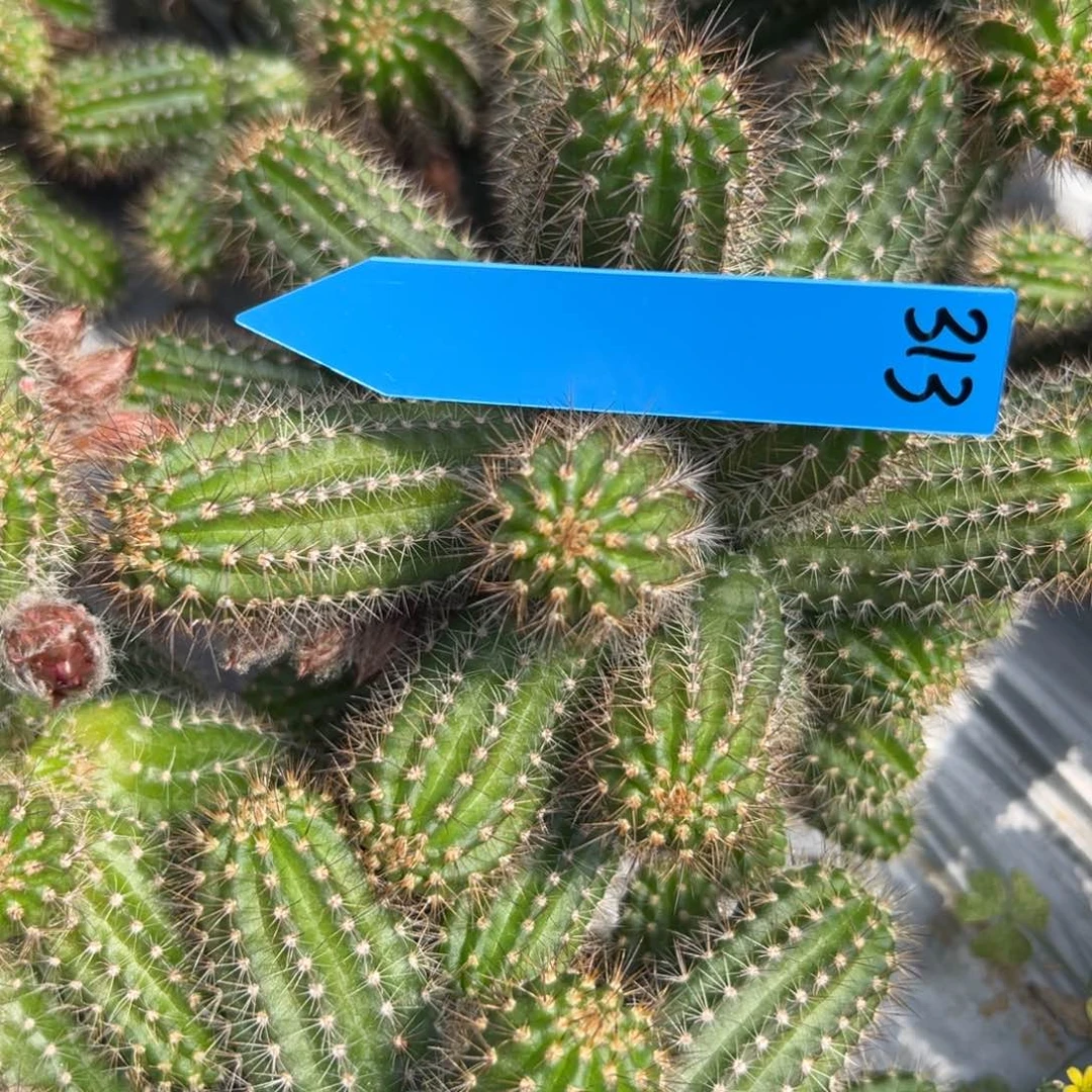 白檀仙人球397白檀313