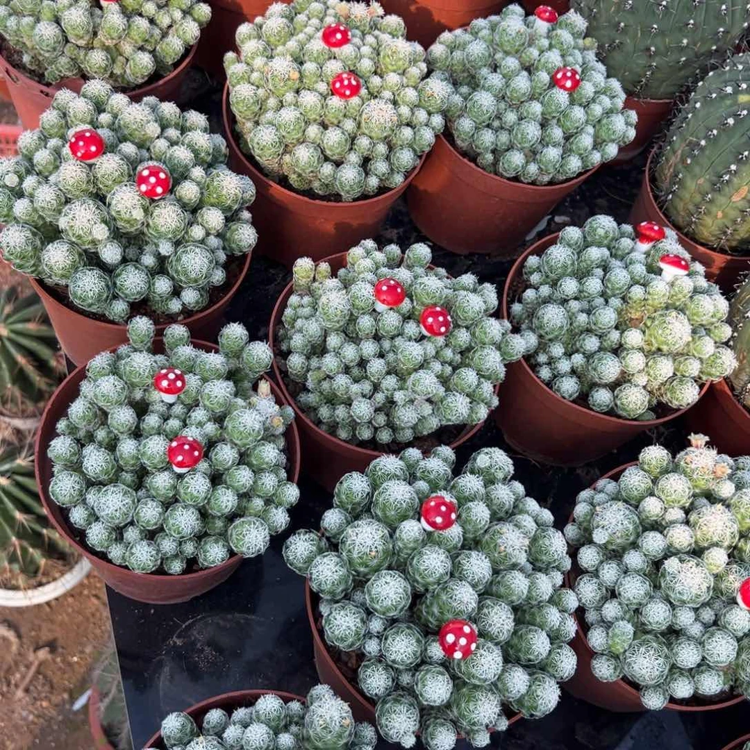 白鸟随机一颗。