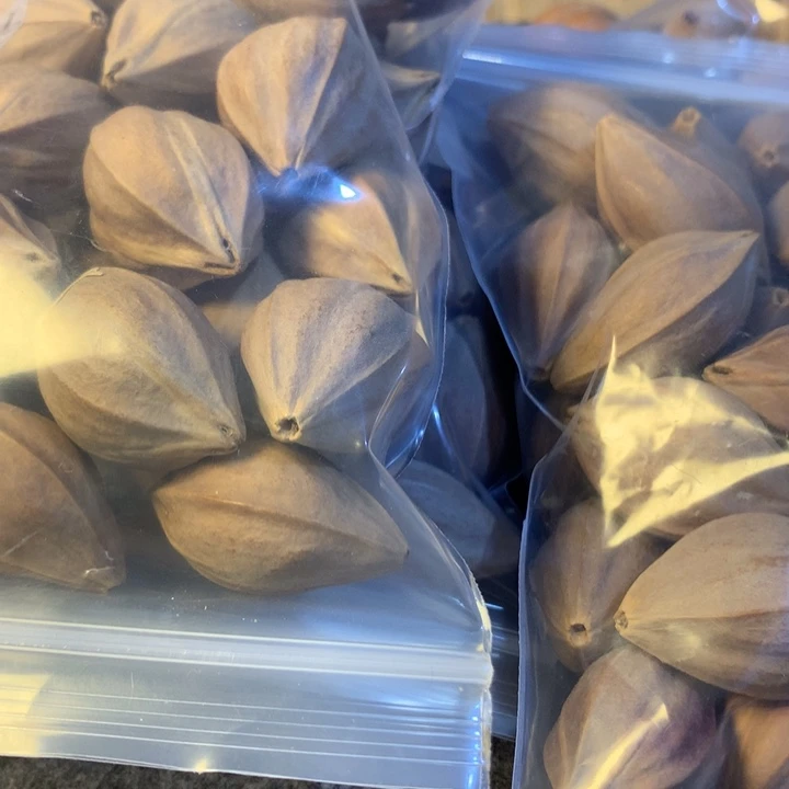 橄榄核手串/手链我***犬广东四花