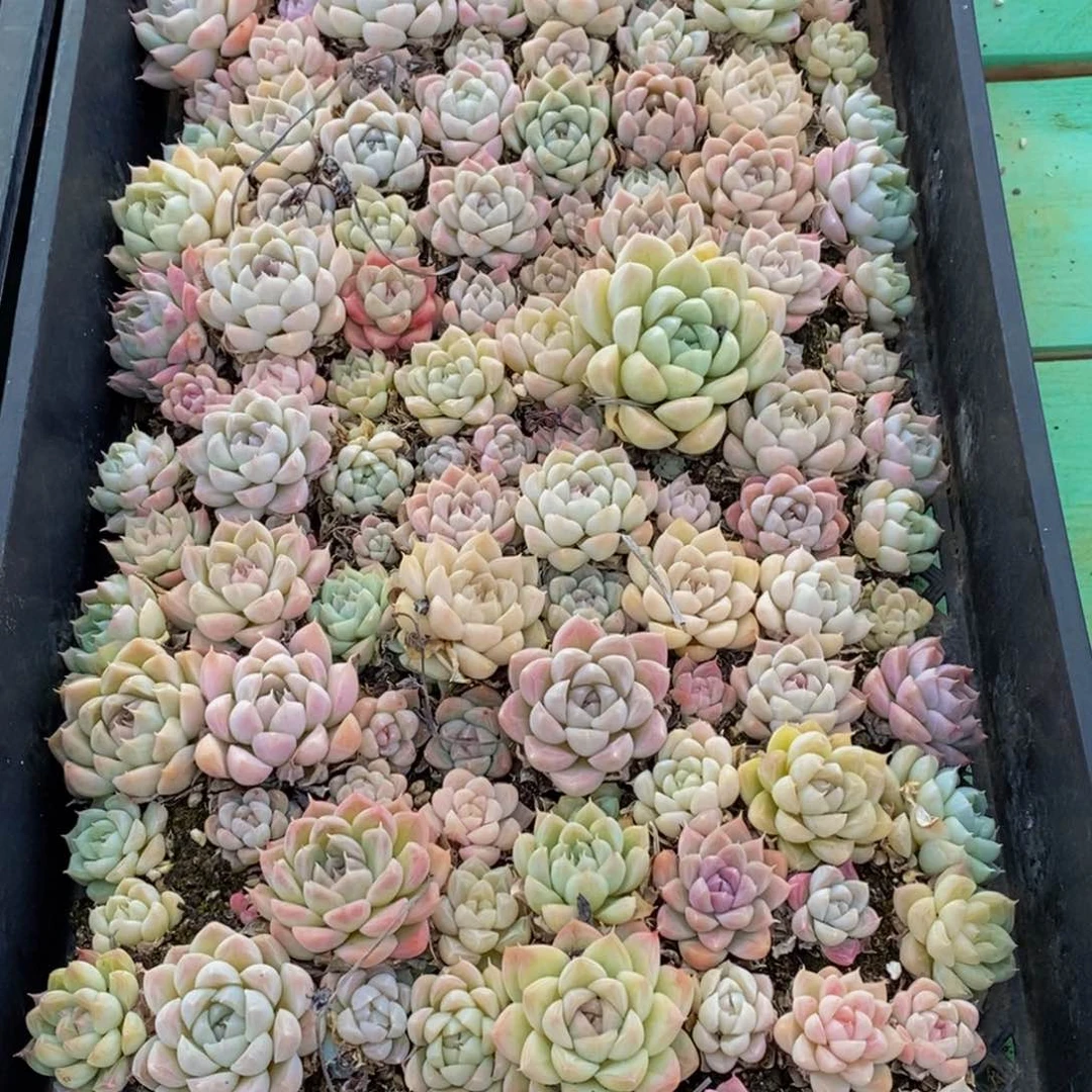 751多肉植物保护研究所