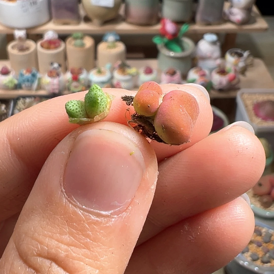 多肉植物223号两个