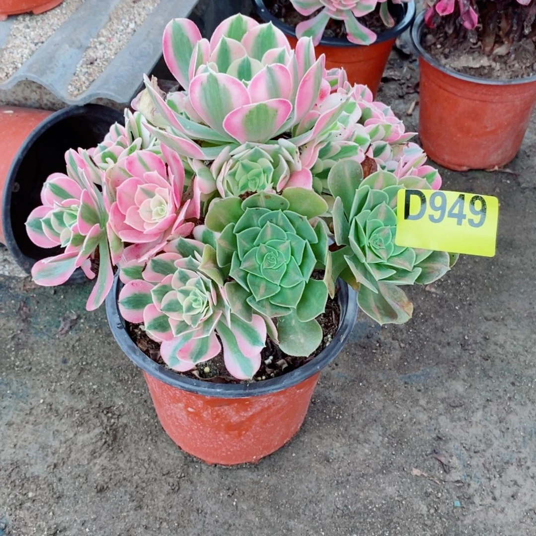 粉女巫多肉法师949