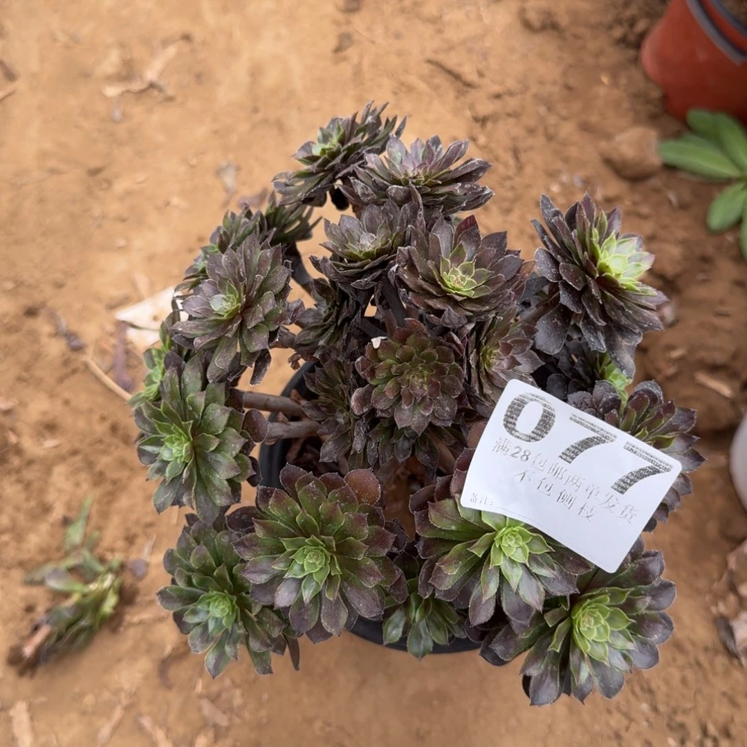 77号灰桐清棚不包损