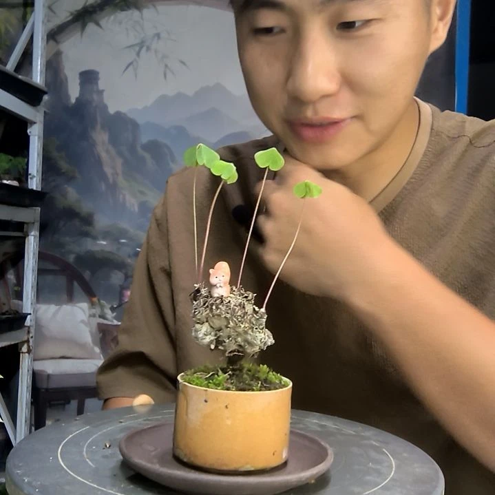 且**?中青园艺一物一拍277