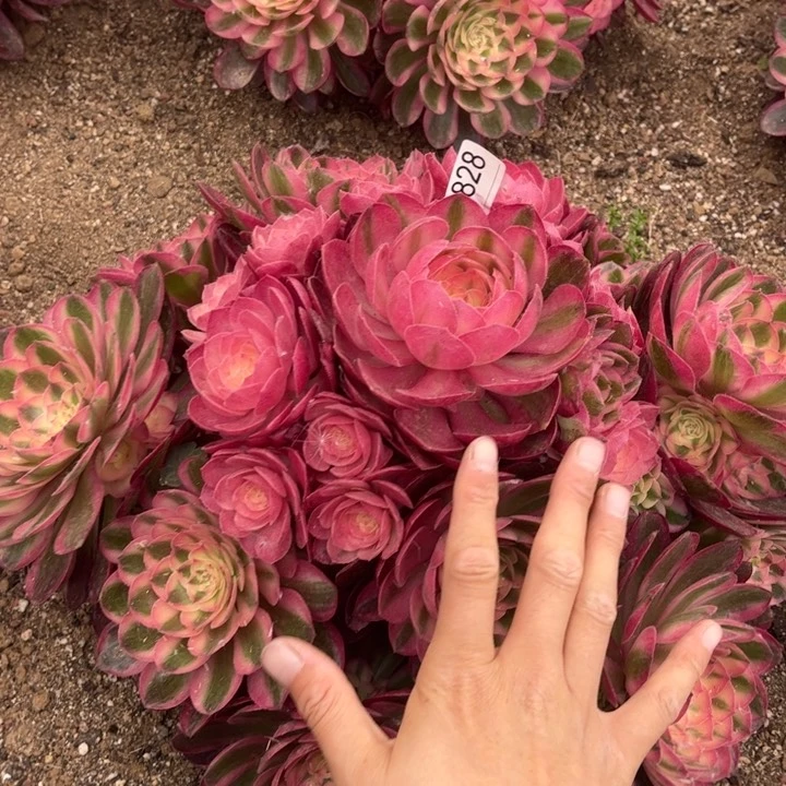 828荔枝多肉植物法师