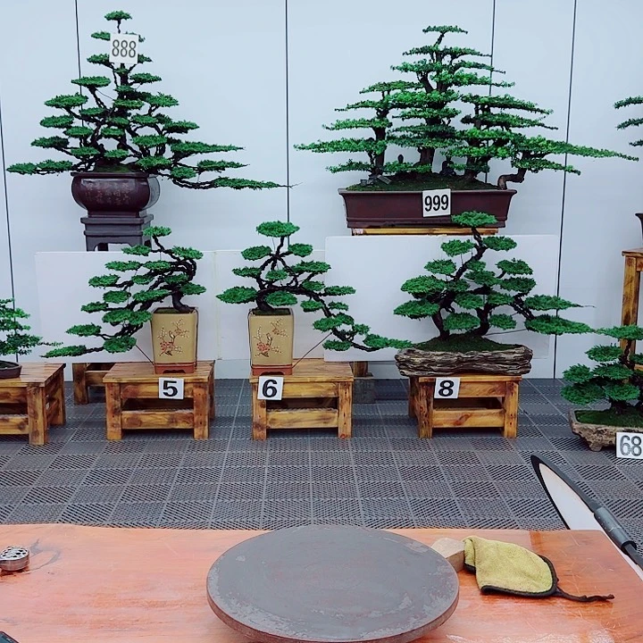 无花朵松柏盆景一物一拍