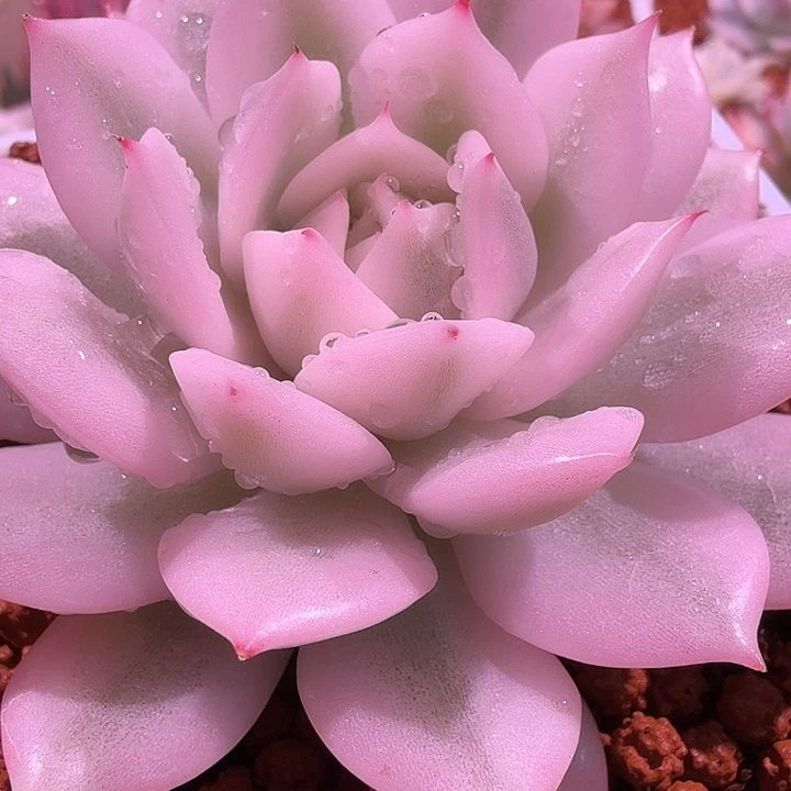 无名锦多肉锦植物