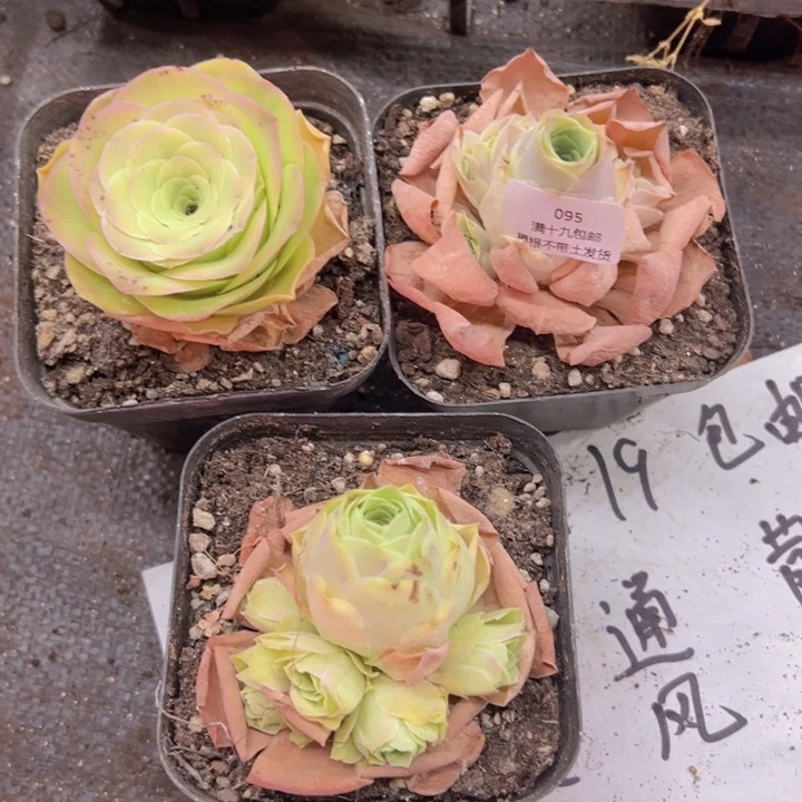 095 裸根不带土发货不包损