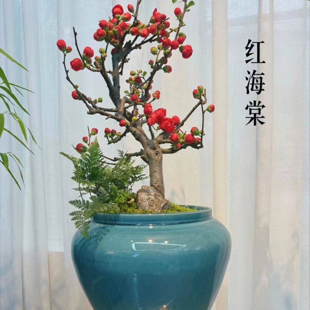 海棠盆景定制链接一物一拍】南北方都可以养，年年开花，花色鲜艳