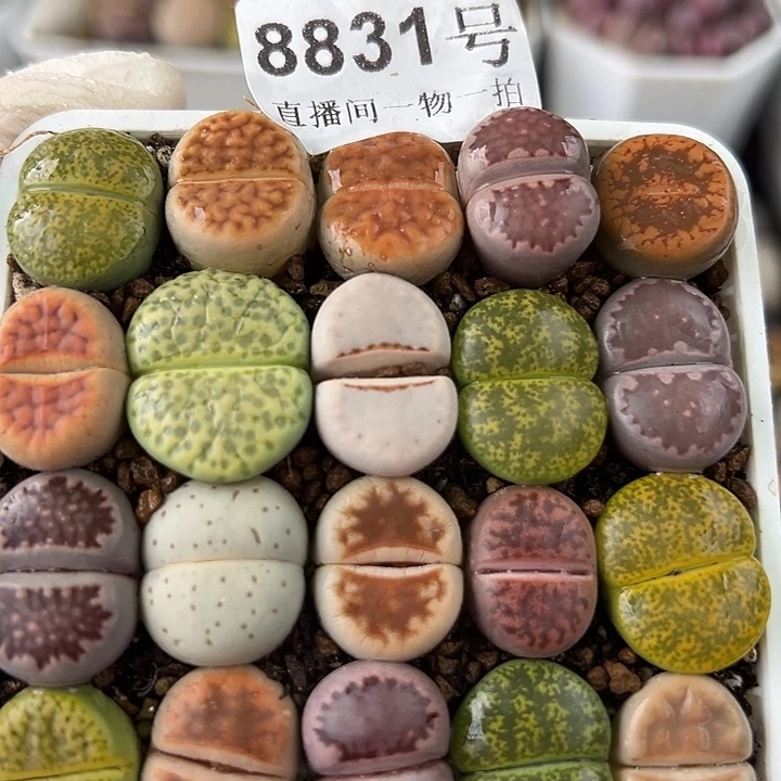 8831 好养易活生石花大母本7.2cm盆