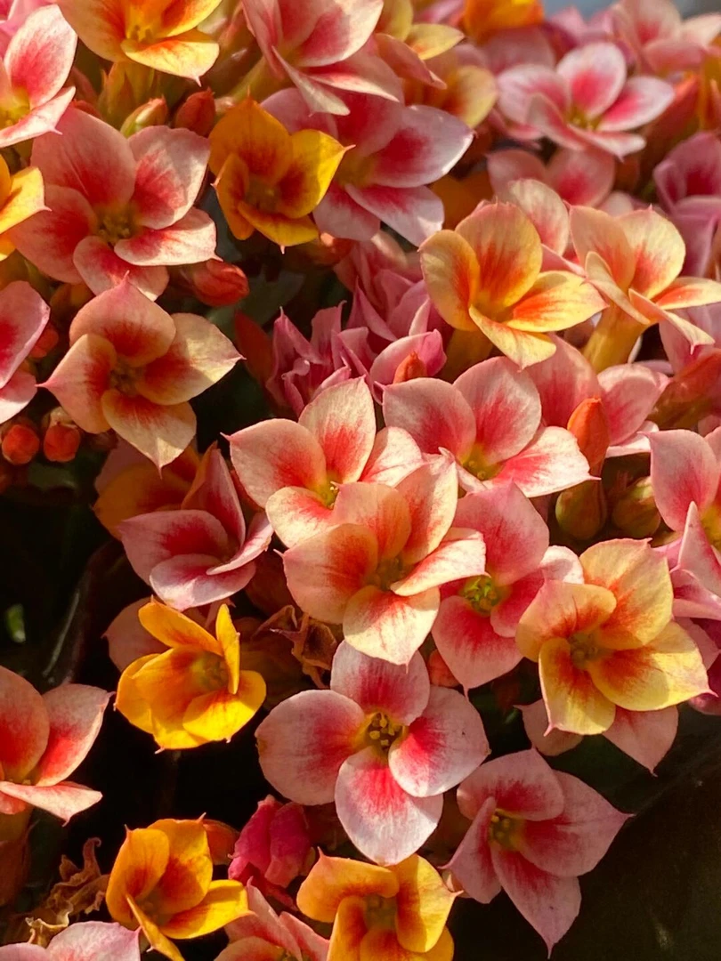 110盆丹霞长寿花