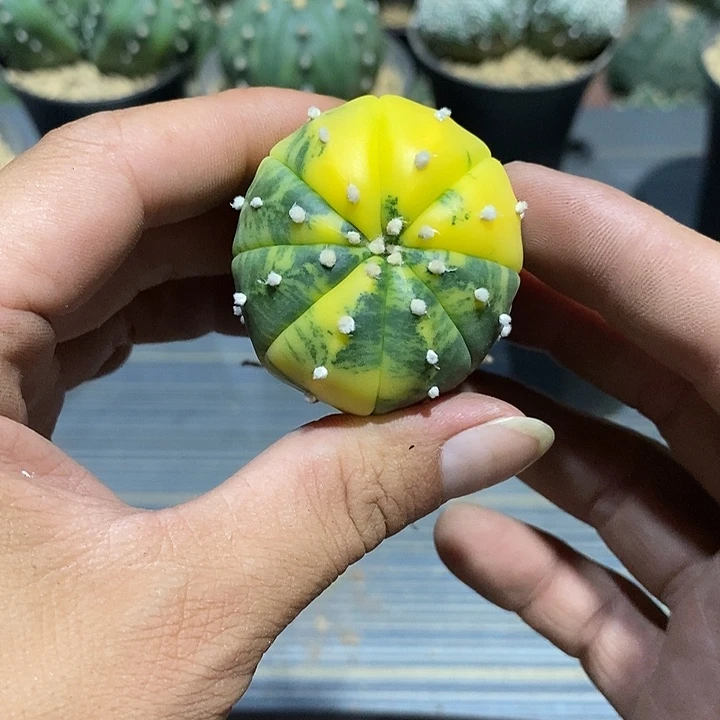 骗***子星兜锦实生脱土发货