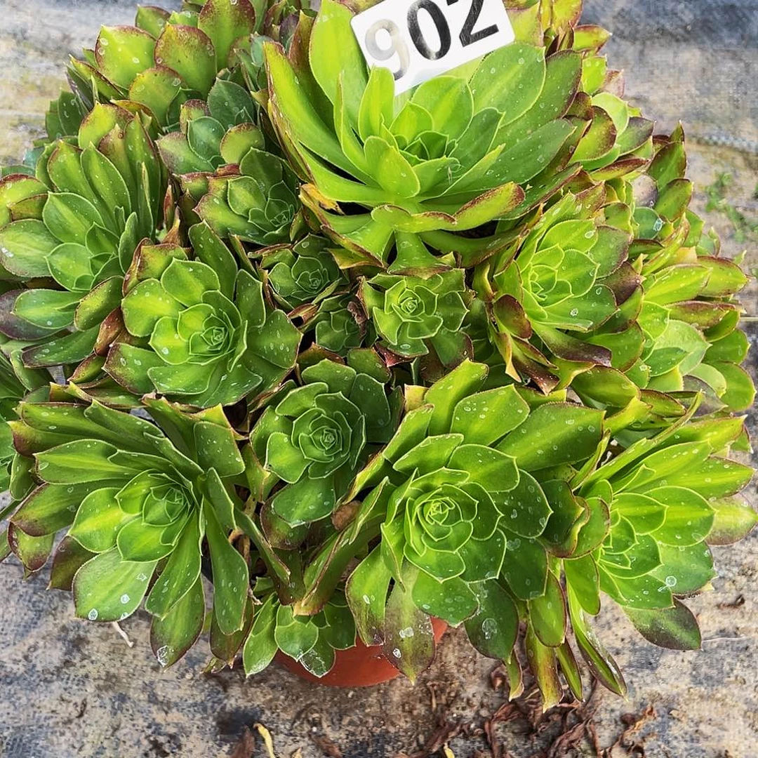 多肉法师902号韶华中班发货不包损