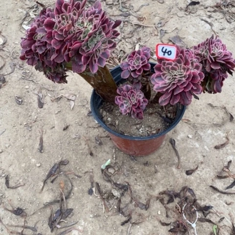 美杜莎缀一物一拍