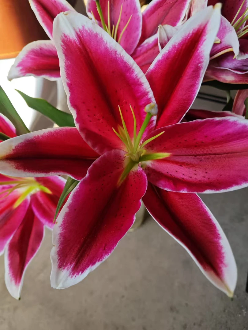 【三头红色魅力】 百合鲜花 云南鲜花