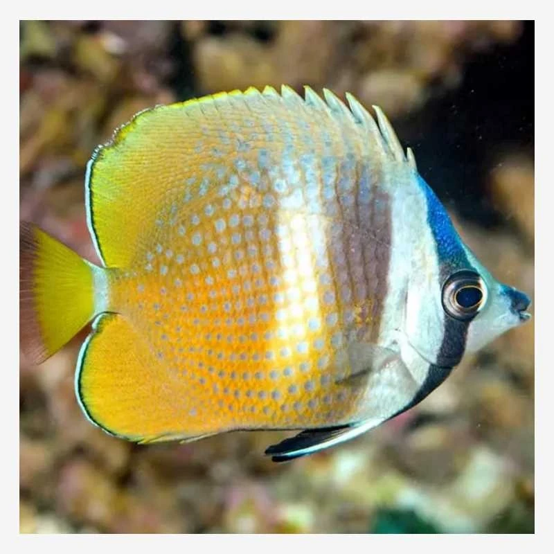 海水观赏鱼 蓝头碟