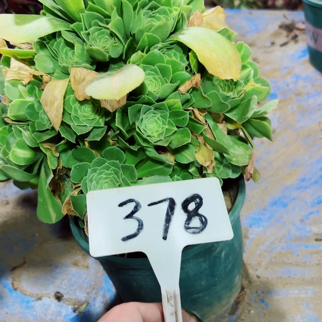 多肉植物翡翠法师