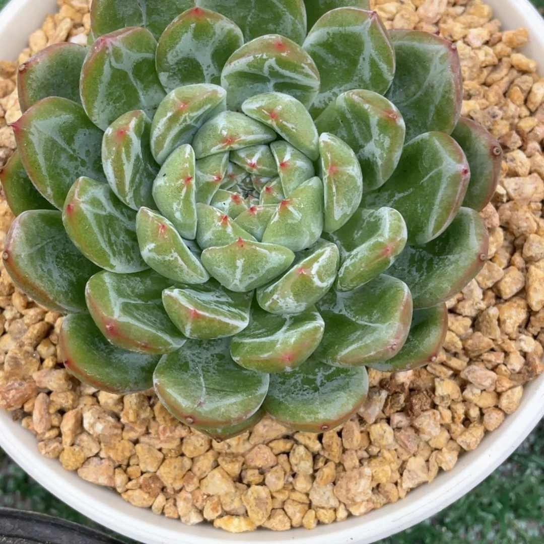 雪花一物一拍28包邮非偏远