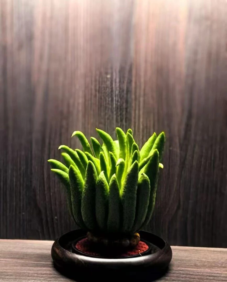 【精品佛手柑一物一拍】新鲜佛手柑可观赏有天然清香-8