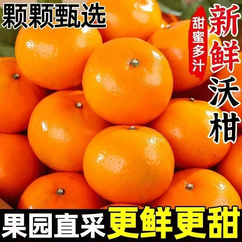 [现摘]正宗武鸣沃柑新鲜现摘应季水果超甜蜜橘子【精品装】